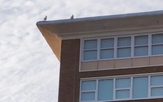 2 seagulls on high building