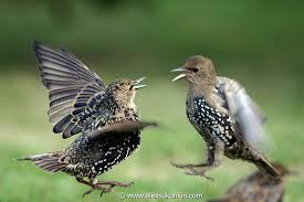 starlings fighting
