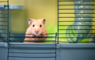 hamster looking out of cage