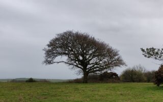tree on downs