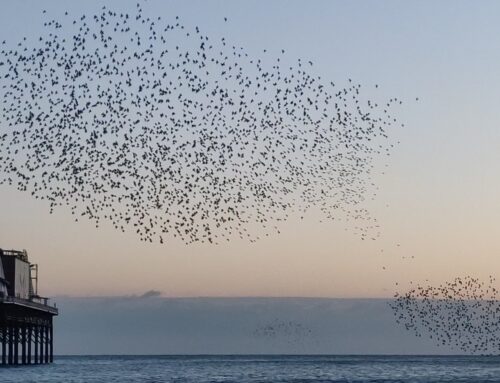 M is for Murmuration (but really La Mer)